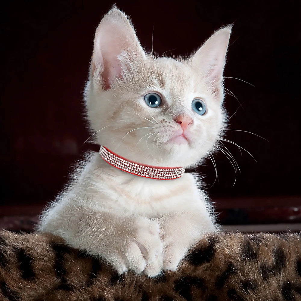 Collar de Ante con Pedrería y Cascabel: Elegancia y seguridad para tu gatito 🎀✨