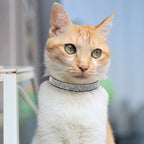 Collar de Ante con Pedrería y Cascabel: Elegancia y seguridad para tu gatito 🎀✨